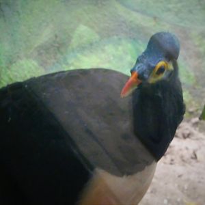 World of Birds - Maleo