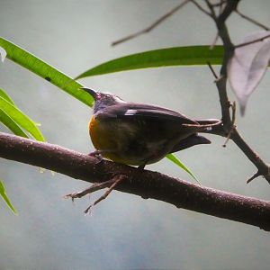 World of Birds - Bananaquit
