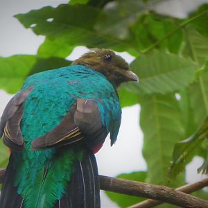 World of Birds - Golden-headed Quetzal