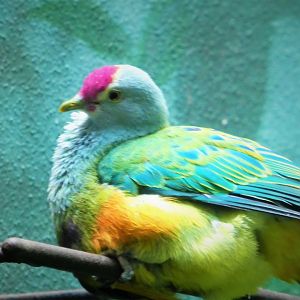 World of Birds - Mariana Fruit-Dove
