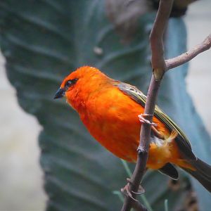World of Birds - Red Fody