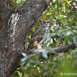 great horned owl