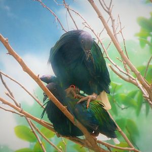 World of Birds - Nicobar Pigeon