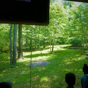 Tiger Mountain - First Tiger Exhibit