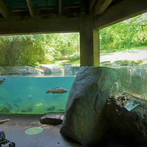 Tiger Mountain - Second Tiger Exhibit