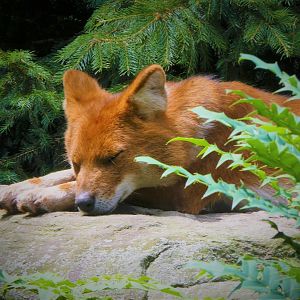 Big Bears - Asiatic Dhole