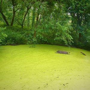 Himalayan Highlands - White-naped Crane Exhibit