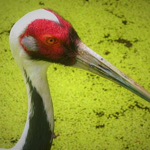 Himalayan Highlands - White-naped Crane