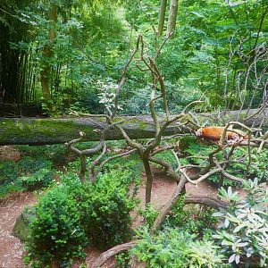 Himalayan Highlands - Red Panda Exhibit
