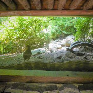 Himalayan Highlands - Temminck's Tragopan Exhibit