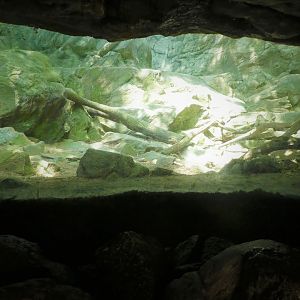 Himalayan Highlands - Second Snow Leopard Exhibit