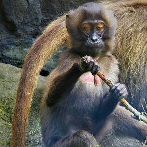 Baboon Reserve - Gelada