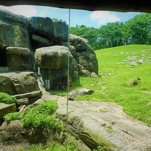 Baboon Reserve - Gelada, Nubian Ibex, Rock Hyrax Exhibit