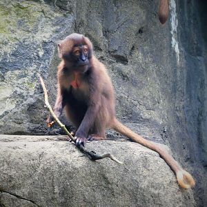 Baboon Reserve - Gelada