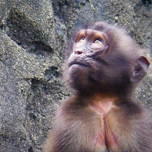 Baboon Reserve - Gelada
