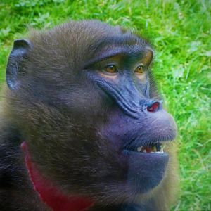 Baboon Reserve - Gelada