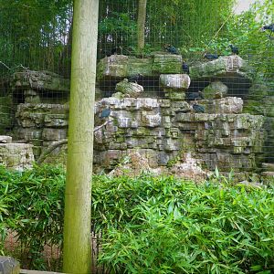 Wild Asia - JungleWorld - Northern Bald-Ibis Exhibit