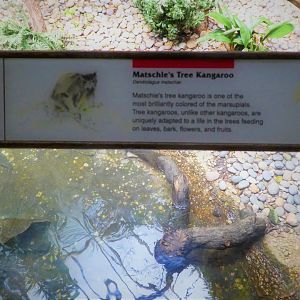 Wild Asia - JungleWorld - Matschie's Tree-Kangaroo Signage