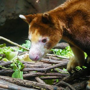 Wild Asia - JungleWorld - Matschie's Tree-Kangaroo