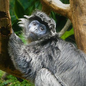 Wild Asia - JungleWorld - East Javan Langur