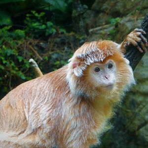 Wild Asia - JungleWorld - East Javan Langur