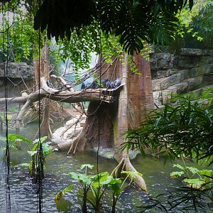 Wild Asia - JungleWorld - Silvery Lutung & Birds Exhibit