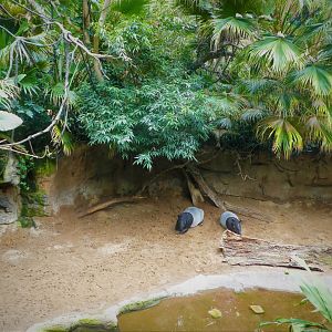 Wild Asia - JungleWorld - Malayan Tapir Exhibit