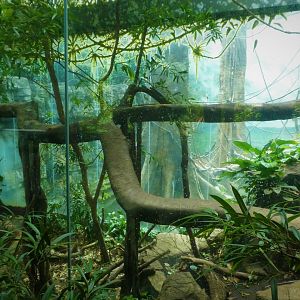 Wild Asia - JungleWorld - Amur Leopard Exhibit