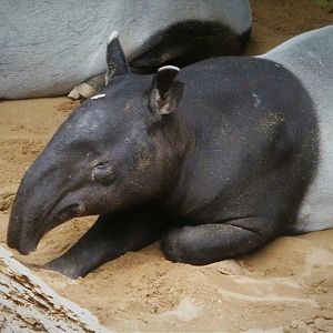 Wild Asia - JungleWorld - Malayan Tapir