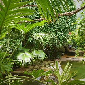 Wild Asia - JungleWorld - Mouse-Deer, Gharial, Turtles, and Fish Exhibit