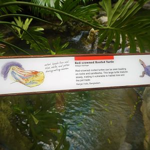 Wild Asia - JungleWorld - Red-crowned Roofed Turtle Signage