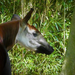 Africa - Congo Gorilla Forest - Okapi