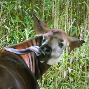 Africa - Congo Gorilla Forest - Okapi