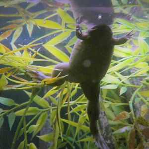 Africa - Congo Gorilla Forest - Treasures of the Rainforest - Western Clawed Frog