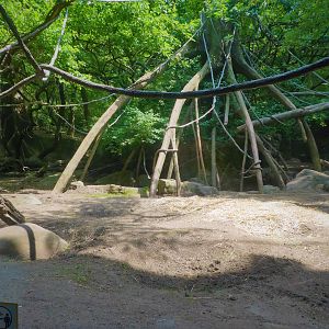 Africa - Congo Gorilla Forest - Mandrill Forest
