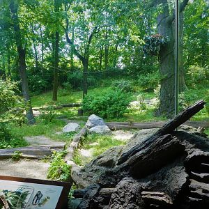 Africa - Congo Gorilla Forest - Great Gorilla Forest