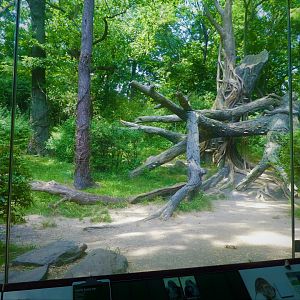 Africa - Congo Gorilla Forest - Great Gorilla Forest