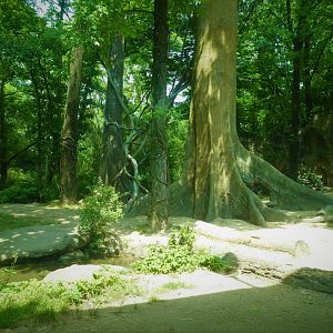 Africa - Congo Gorilla Forest - Great Gorilla Forest