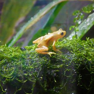 World of Reptiles - Kihansi Spray Toad