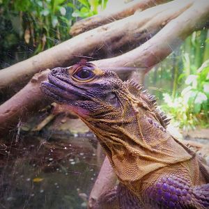 World of Reptiles - Philippine Sailfin Lizard