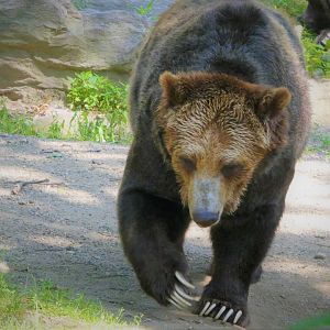 Big Bears - ABC Islands Bear