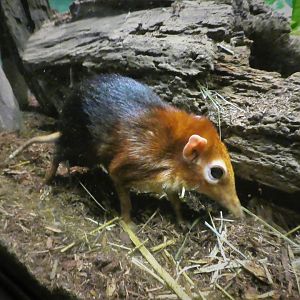 Mouse House - Black-and-rufous Elephant Shrew