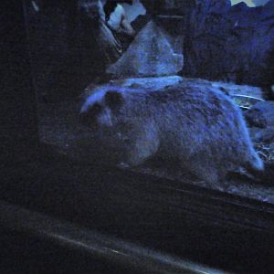 Mouse House - Northern Luzon Giant Cloud Rat