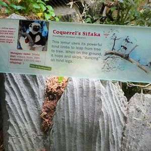 Madagascar! - Tsingy Cliffs - Coquerel's Sifaka Signage