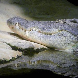 Madagascar! - Tsingy Caves - Nile Crocodile