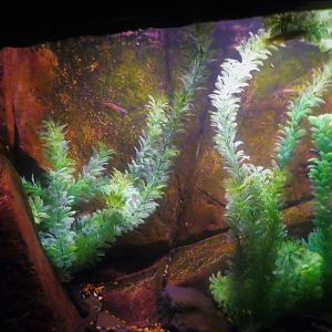 Madagascar! - Pachypanchax sakaramyi exhibit