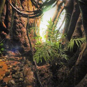 Madagascar! - Malagasy Tree Boa Exhibit
