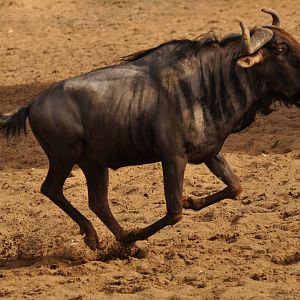 Blue wildebeest (Connochaetes taurinus)