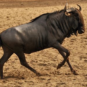 Blue wildebeest (Connochaetes taurinus)