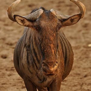 Blue wildebeest (Connochaetes taurinus)